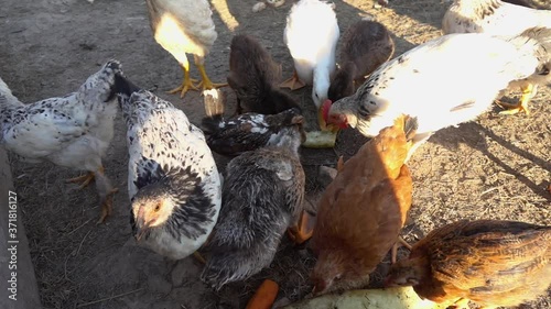 Hen slow motion