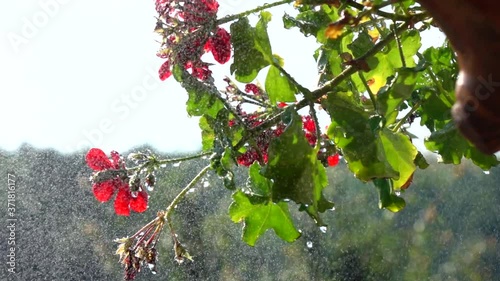 Wet flower slow motion