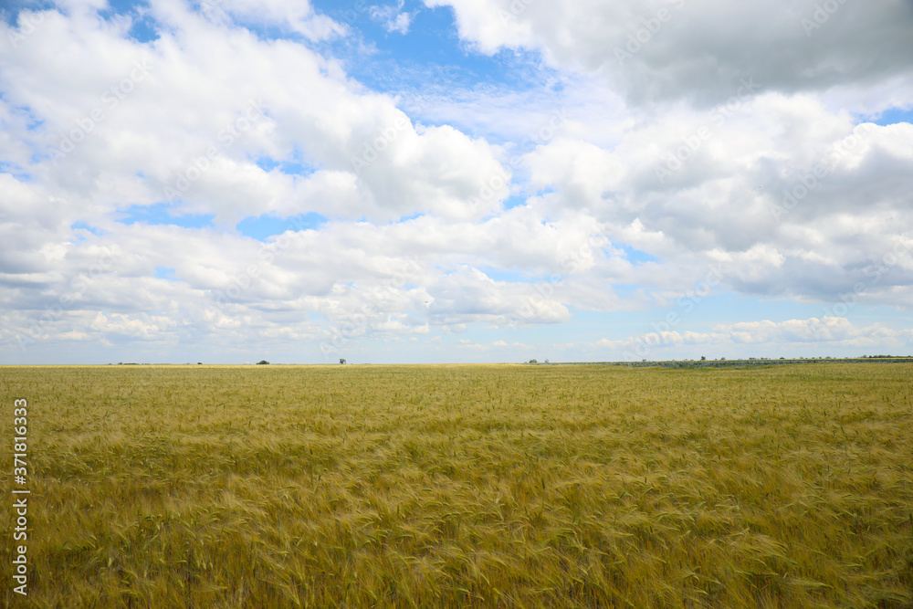 Beautiful agricultural field with ripening cereal crop Beautiful agricultural field with ripening cereal crop