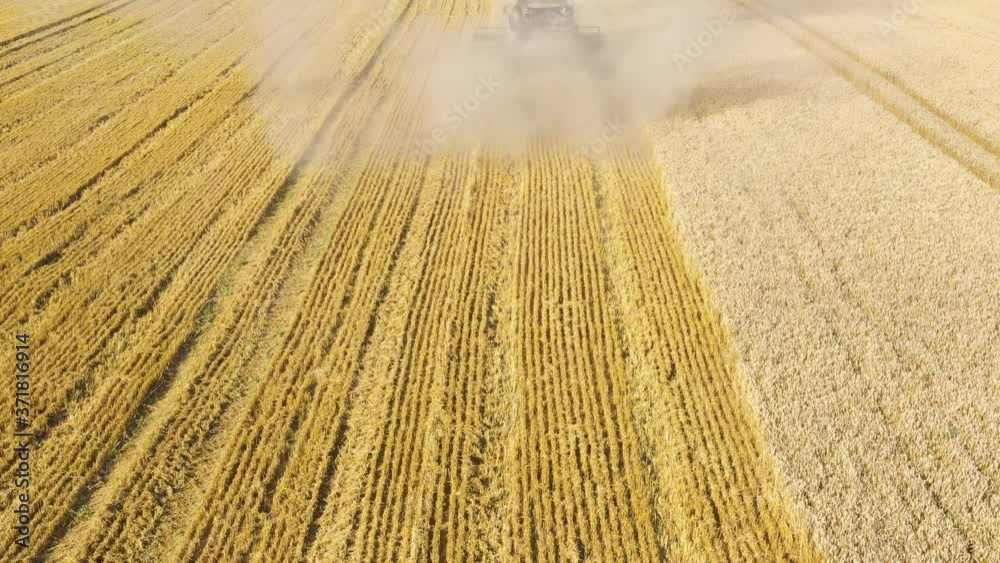 Aerial: The combine harvester on the wheat field in summertime Aerial: The combine harvester on the wheat field in summertime