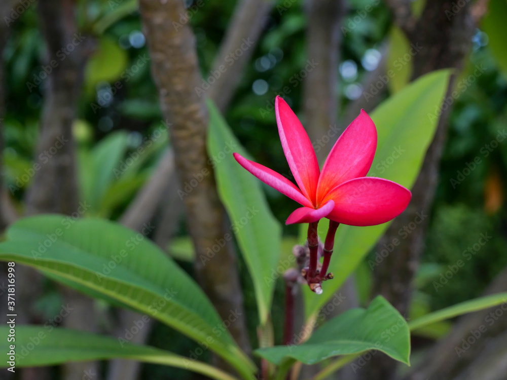 Fototapeta premium Red Plumeria flower on a blurred tree with a green background 