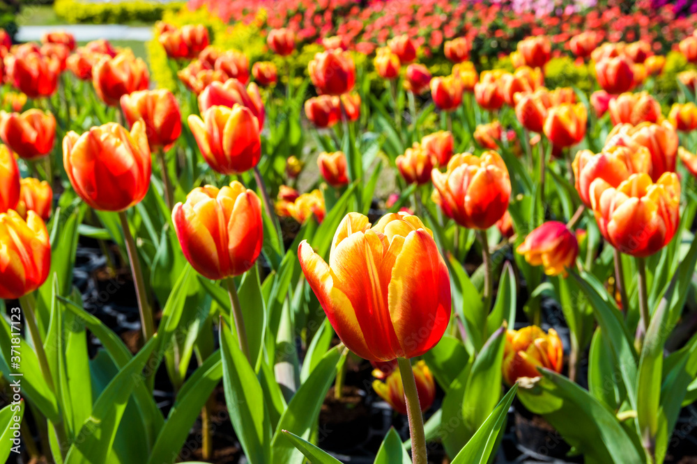 Obraz premium Close-up of tulips growing in the garden