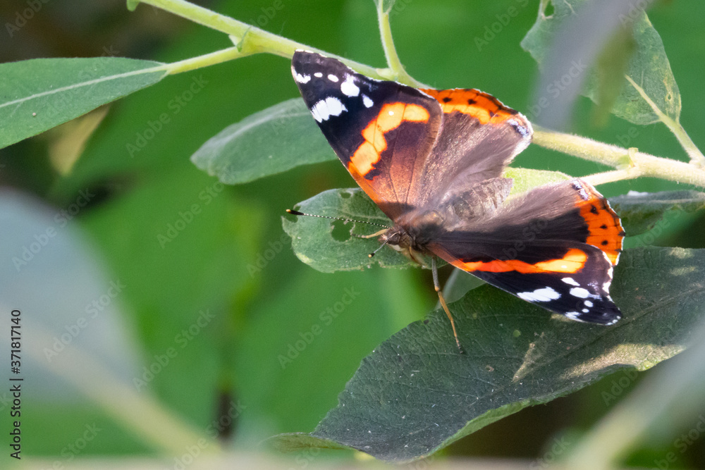 black-and-white-orange Admiral Butterfly sitting on a green leaf black-and-white-orange Admiral Butterfly sitting on a green leaf