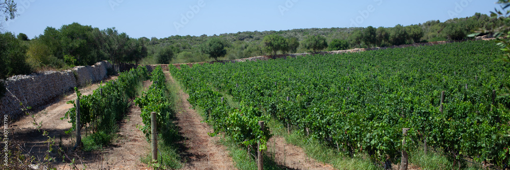  Menorca, Balearic Islands. Grape fields, summer, sunny day.