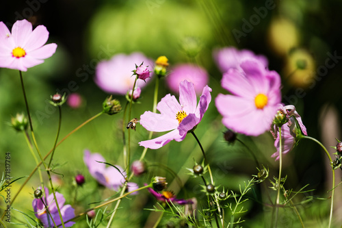 Blooming cosmos flower - wildflowers in the meadow. Shallow focus.