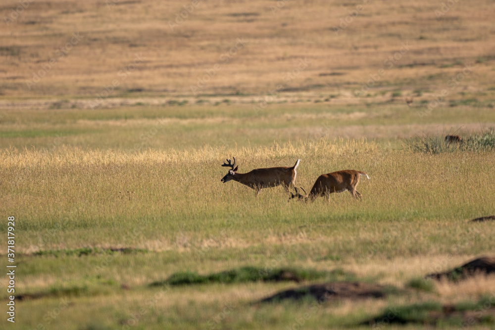 Fototapeta premium Whitetail Deer Bucks in Summer in Colorado