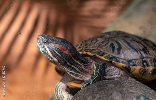 Tortoises (Testudinidae) are reptile species of the family Testudinidae of the order Testudines. They are particularly distinguished from other turtles by being land-dwelling.