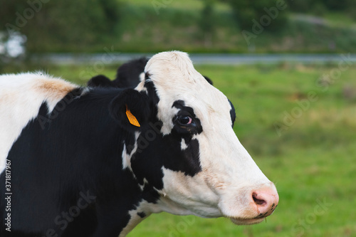 Holstein cow head in the meadow