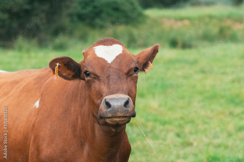 Cow with a hearth