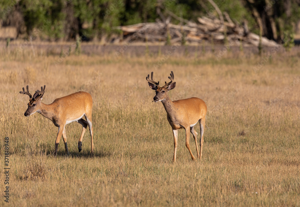 Whitetail Deer Bucks in Summer in Colorado Whitetail Deer Bucks in Summer in Colorado