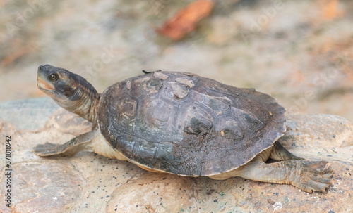 Tortoises (Testudinidae) are reptile species of the family Testudinidae of the order Testudines. They are particularly distinguished from other turtles by being land-dwelling.