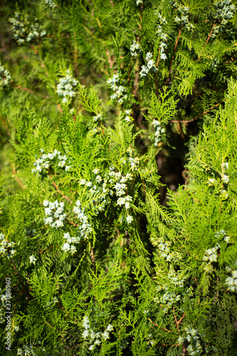  Cypress branches with cones close-up. Natural green coniferous backgrounds.