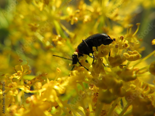 insect flower pollination beautiful natural macro beetle
