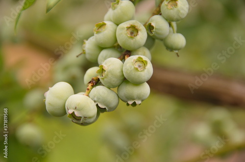A closeup of green unripe blueberries 