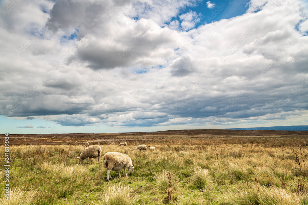 Fototapeta premium A cloudy summer image of sheep grazing in the North York Moors National Park looking across Staunton Moor, North Yorkshire, England.