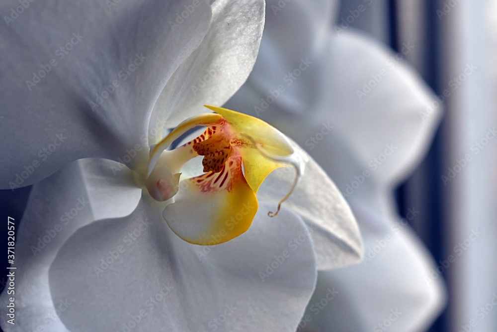 Biała orchidea - obrazy, fototapety, plakaty 