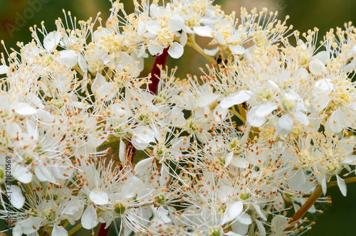 A summer close up of sweet smelling Meadowsweet flowers, Filipendula ulmaria, at Staveley Nature Reserve, Yorkshire, England.  photo