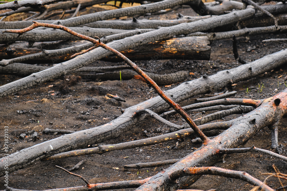 Fallen burned and charred trees after a fire in a pine forest. Fallen burned and charred trees after a fire in a pine forest.