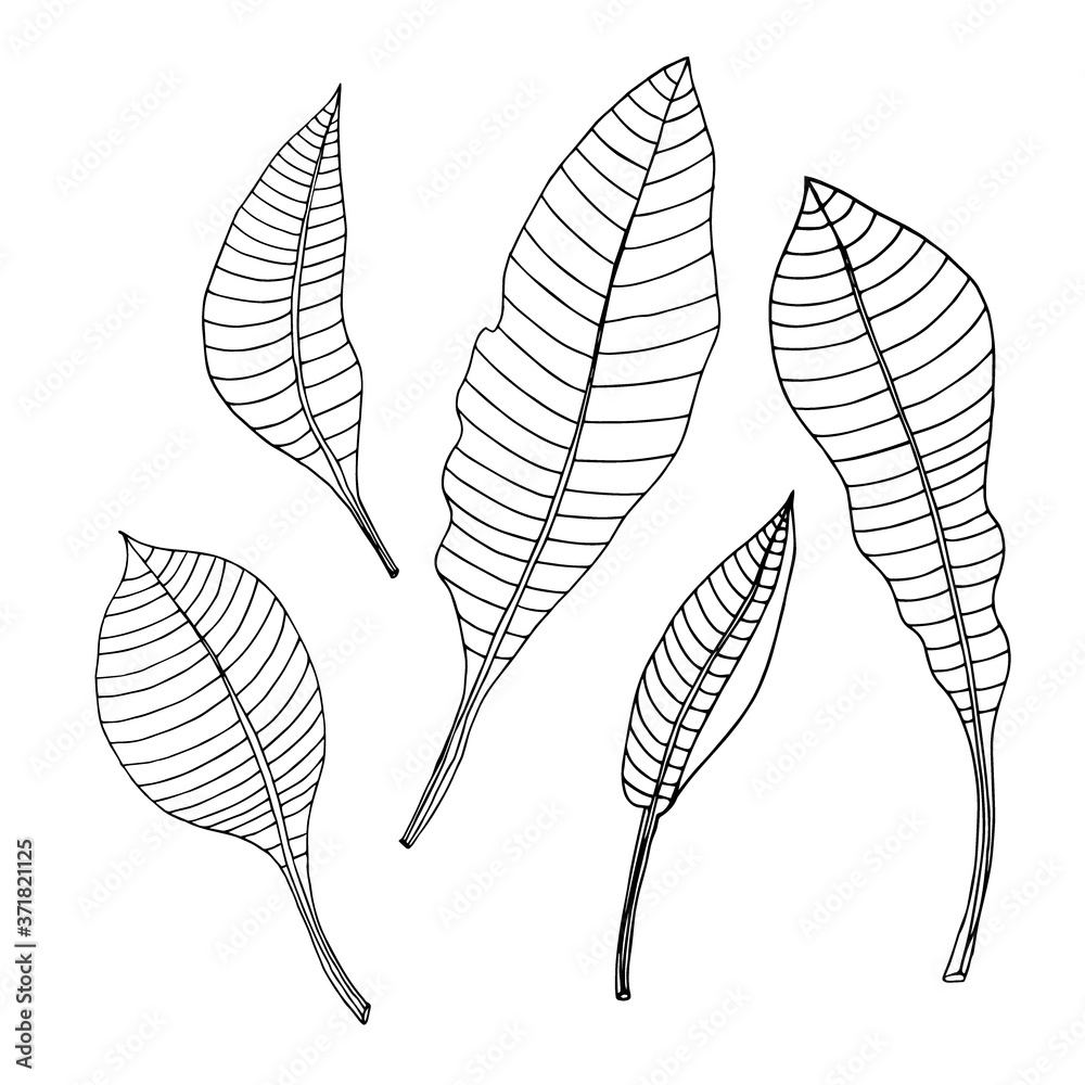 Set of hand drawn leaves. Set of hand drawn leaves.