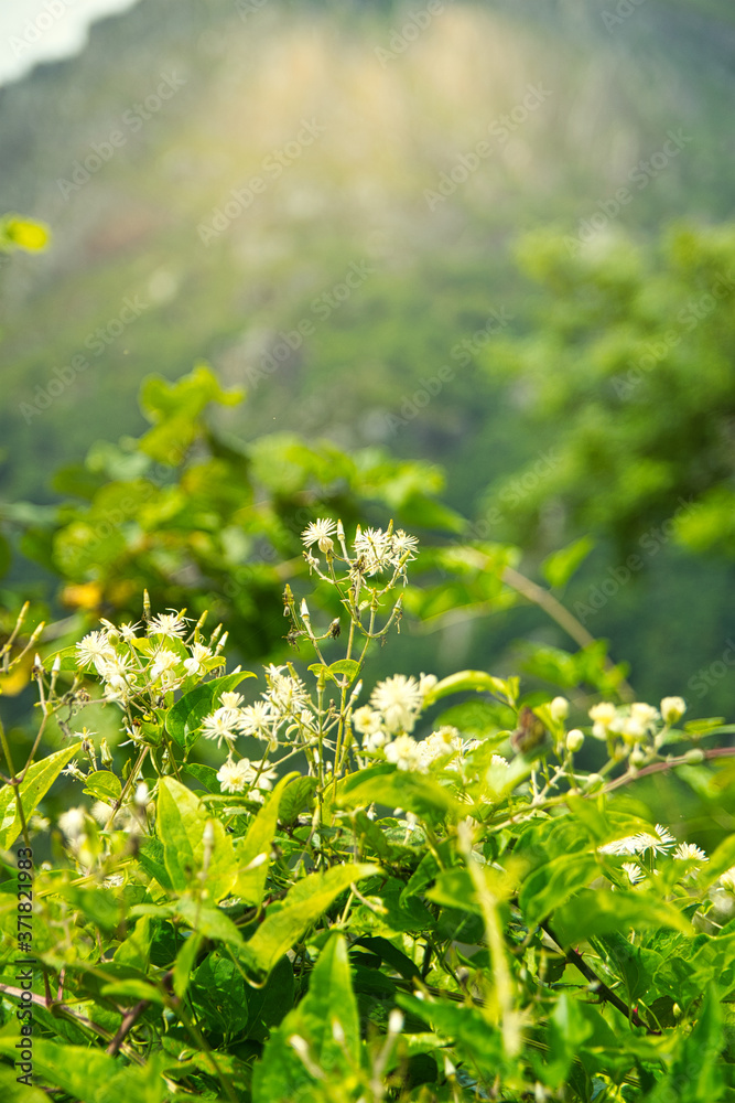 Vertical shot of blooming Thalictrum flavum Vertical shot of blooming Thalictrum flavum