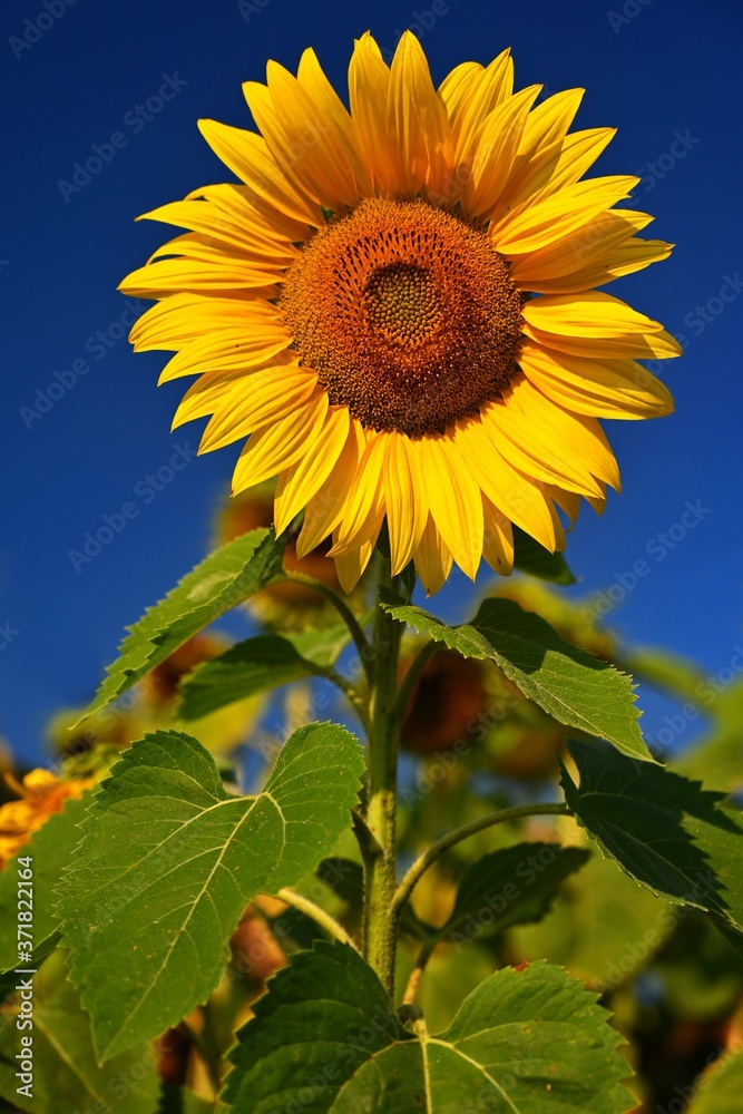 Sunflower. (Helianthus) Beautiful yellow blooming flower with blue sky. Colorful nature background for summer season. Sunflower. (Helianthus) Beautiful yellow blooming flower with blue sky. Colorful nature background for summer season.