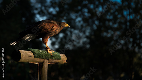 Harris Hawk Standing
