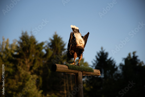 Harris Hawk just Landed