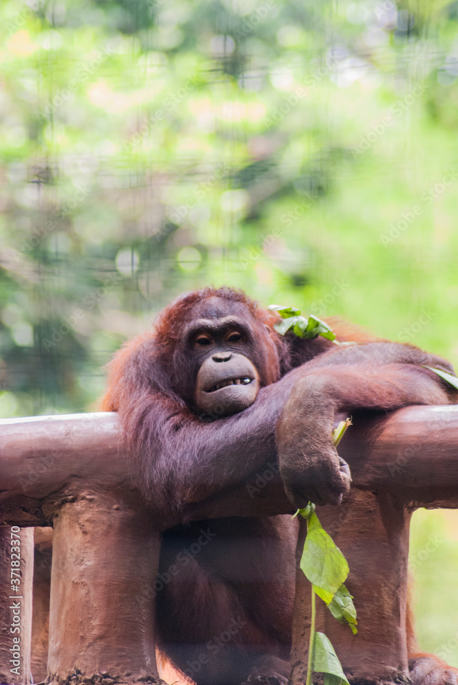 Obraz premium Cute orang utan's face expression in close up