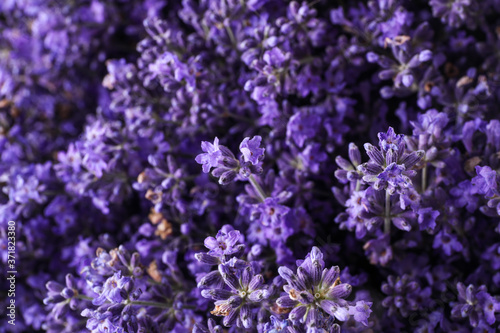Beautiful lavender flowers as background, closeup view