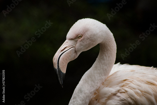 Greater flamingo (Phoenicopterus roseus) in close-up and isolated