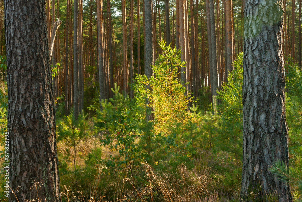 a landscape inside the forest, sunny morning day, young birch grows between the spruce trees a landscape inside the forest, sunny morning day, young birch grows between the spruce trees