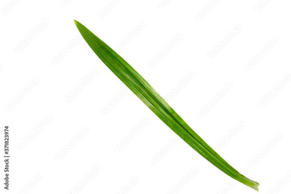 One pandan leaf on a white background with clipping path. One pandan leaf on a white background with clipping path.