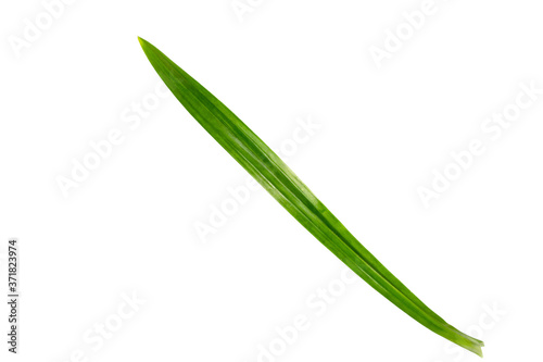 One pandan leaf on a white background with clipping path.