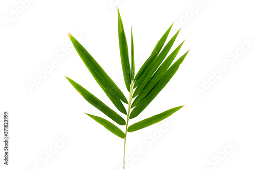 Fototapeta Naklejka Na Ścianę i Meble -  Bamboo leaf with sunburns on a white background with clipping path.