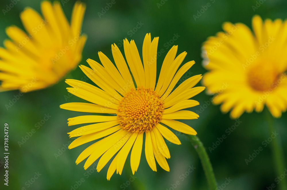 beautiful yellow flowers of doronicum. beautiful yellow flowers of doronicum.
