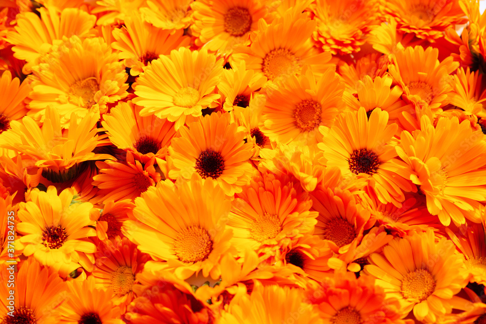 Calendula officinalis. Bright orange background with marigold flowers. Medicinal herb.