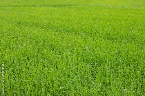 Rice fields, Chiang Mai, Thailand