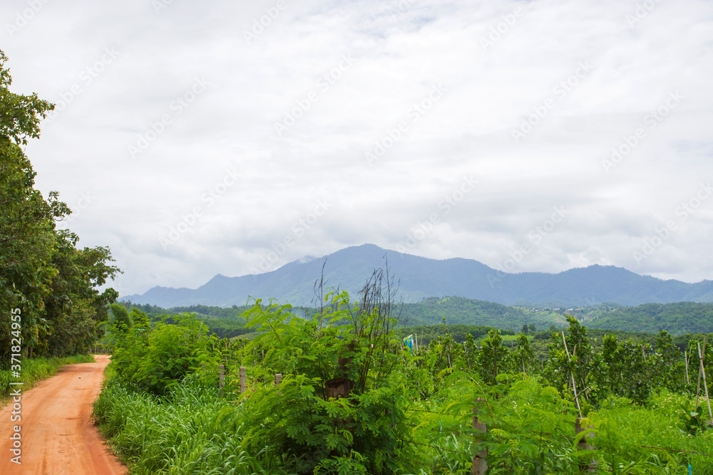 The road outside the city, the way to the Longan Garden on the mountains, Chiang Mai, Thailand The road outside the city, the way to the Longan Garden on the mountains, Chiang Mai, Thailand