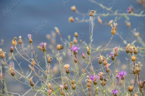Tall purple wildflowers with spider webs on stalks on river shore nobody
