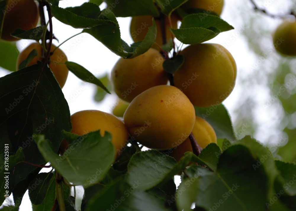 apricots on a branch