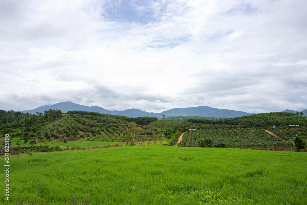 Obraz premium Longan Garden on the Mountain of Chiang Mai, Thailand