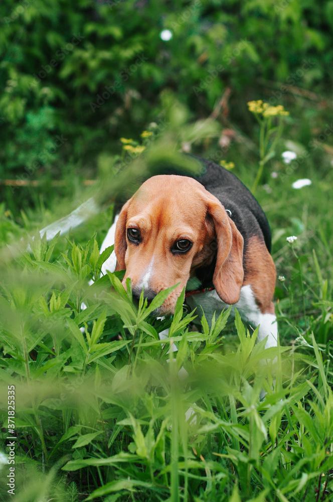 Happy puppy beagle dog having fun in green grass