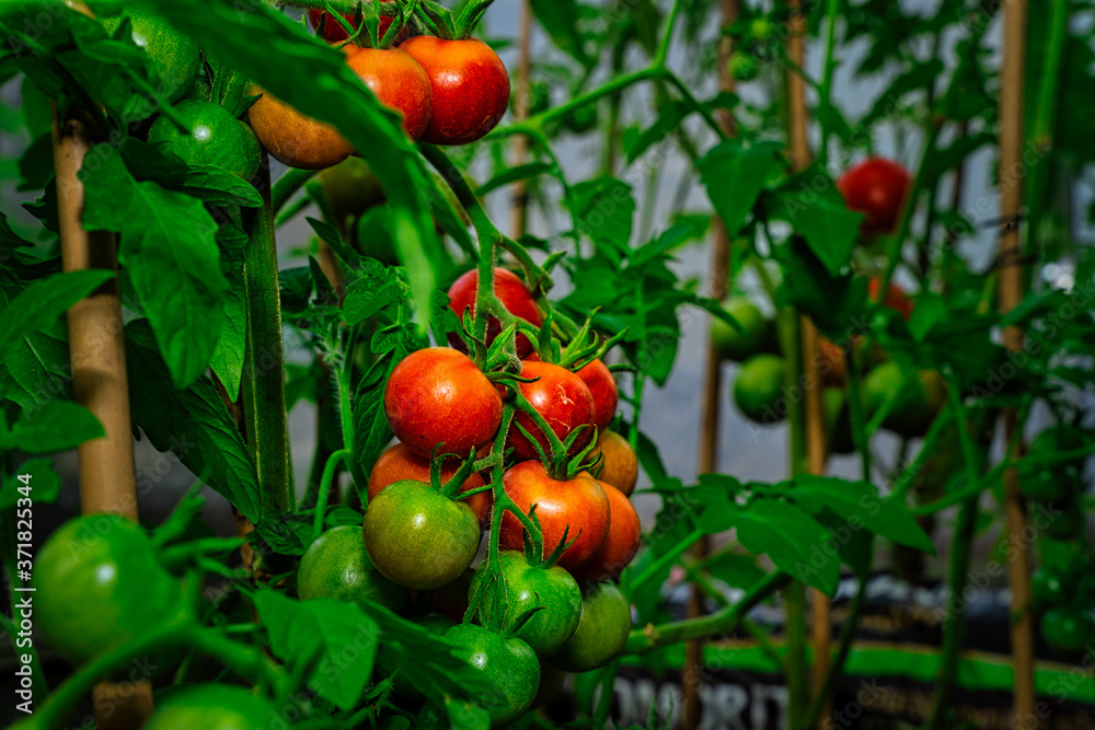 Ripening tomato plants