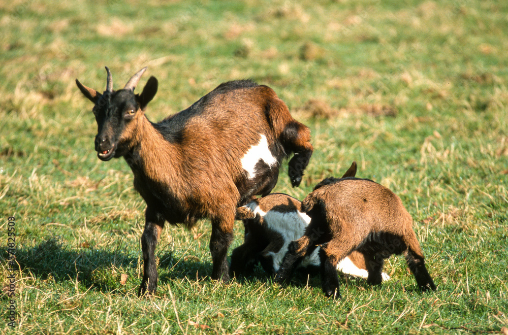 Chèvre, chevreau, race Alpine, Capra aegagrus hircus Chèvre, chevreau, race Alpine, Capra aegagrus hircus