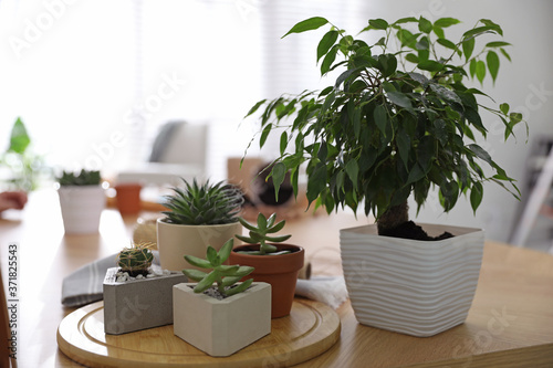 Beautiful potted plants on wooden table at home. Engaging hobby