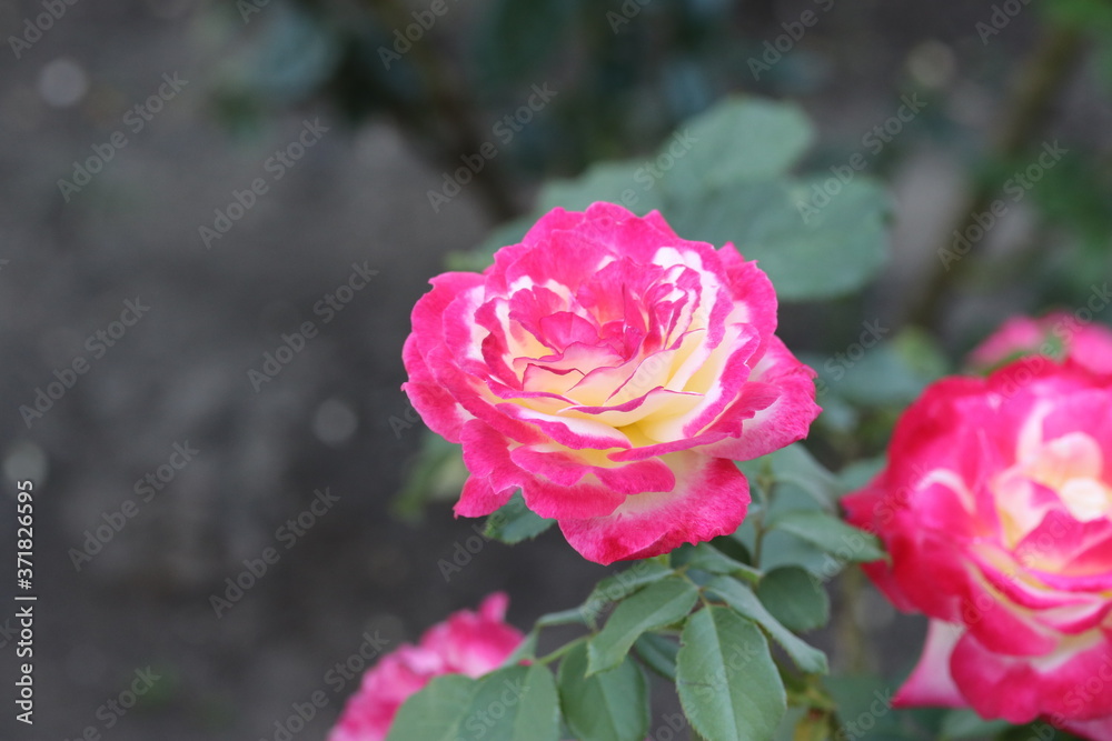 pink roses in garden, flower, petals, summer, floral, valentine, romantic pink roses in garden, flower, petals, summer, floral, valentine, romantic