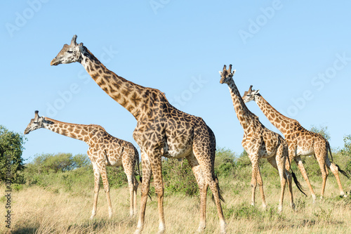 Photography Group of four Masai giraffes (Giraffa Camelopardalis Tippelskirchii) in Maasai M