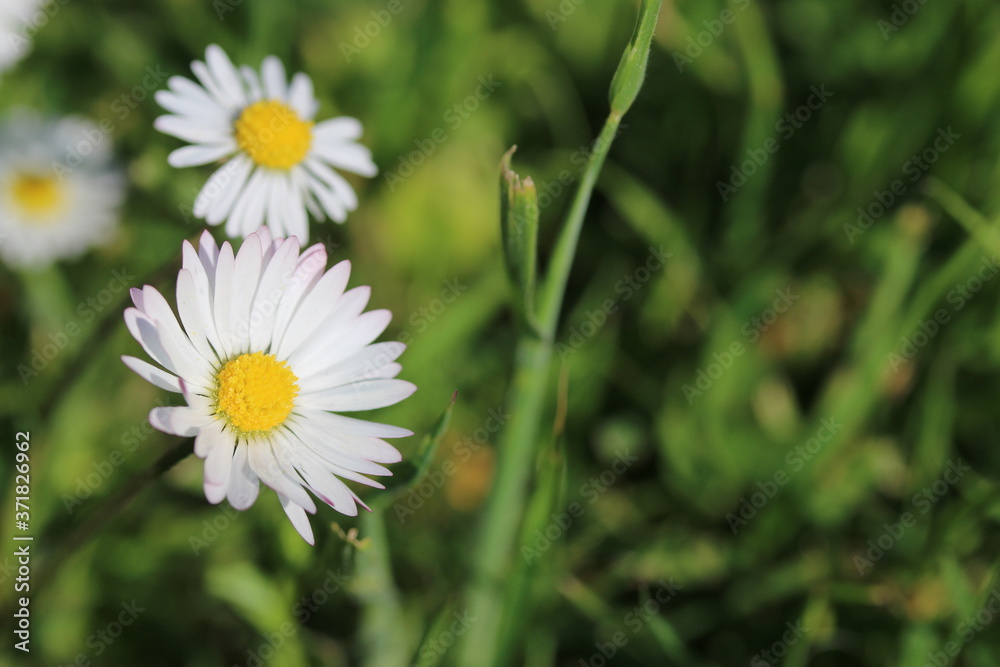 Gänseblümchen