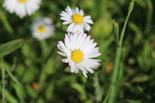 Gänseblümchen © Andreas Kretschmer