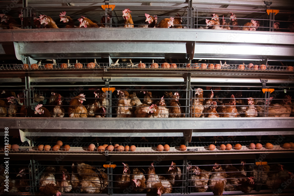 Poultry farm. Modern farming
